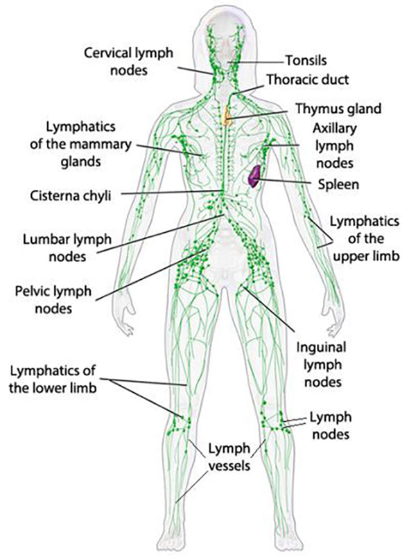 NATURECARE™ LYMPHATIC DRAINAGE GINGER OIL